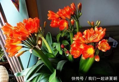 为什么我养的君子兰叶片都是耷拉着的,而看别人养的都是直立着的,这跟品种有关吗?