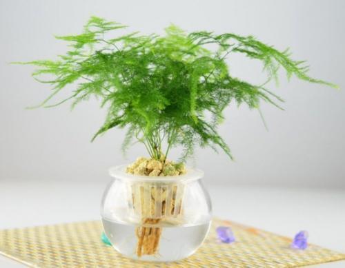 这些花“沾水就长”,一杯水养出大白根,还能开花一茬又一茬!