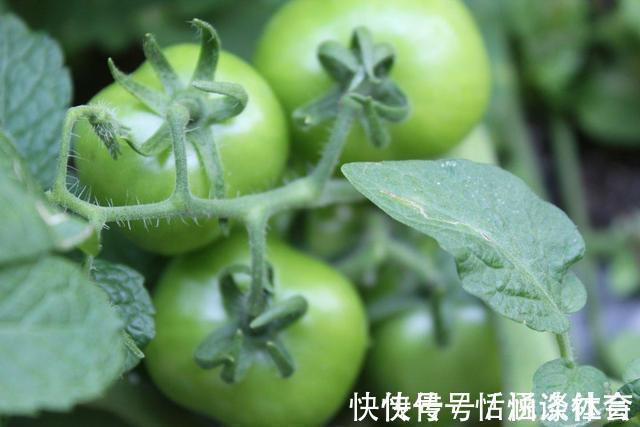 豆芽|8种不宜常吃的蔬菜,南瓜排最后,排首位的不少人或许天天吃