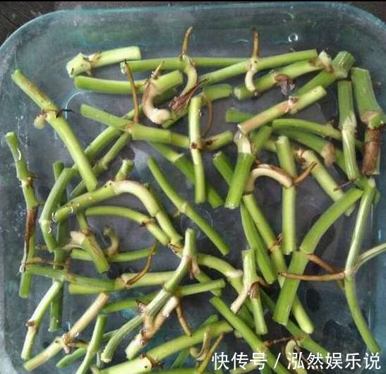 爆盆|绿萝文竹吊兰栀子花发黄枯死，气的剪成光头，一个月后居然爆盆了