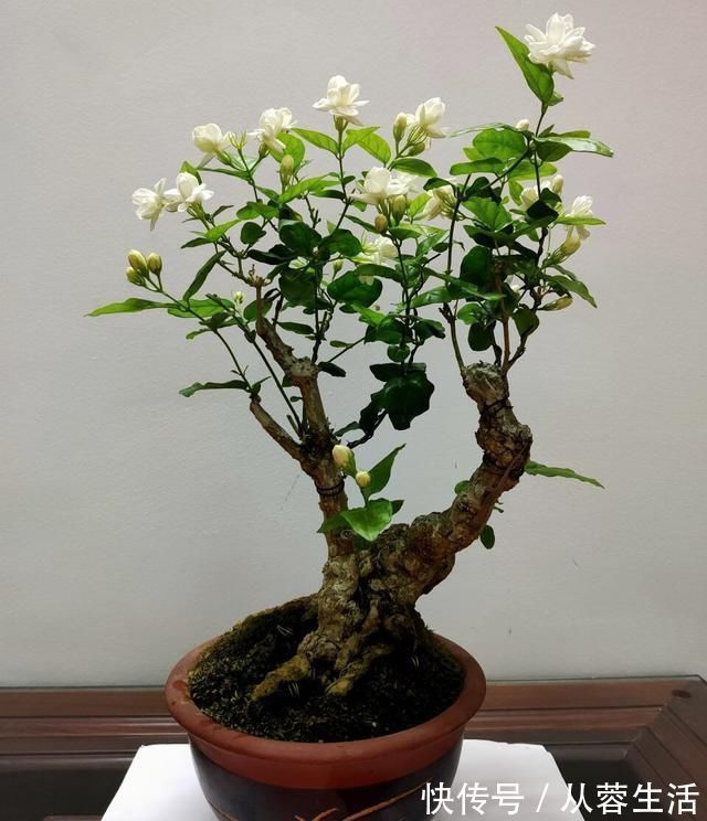 秋季|老桩茉莉开花更有“韵味”，学会4招，你也能养出老桩