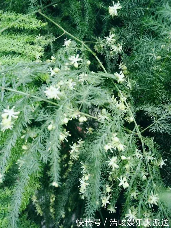 高手在民间，每月1勺糖，文竹开出“满天星”，四季绿意盎然！