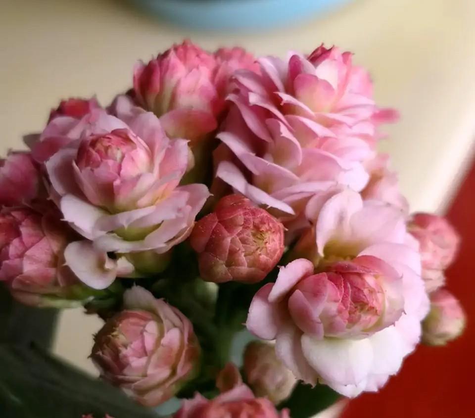 花色|75个长寿花品种，一个比一个美，一起来认识一下吧！