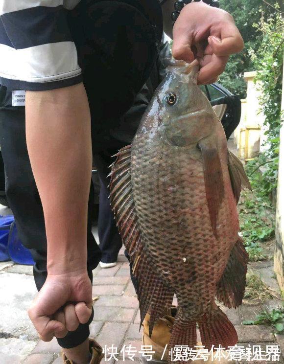 水塘|6斤!鸭子塘里的罗非鱼体型惊人,因常年吃鸭粪?