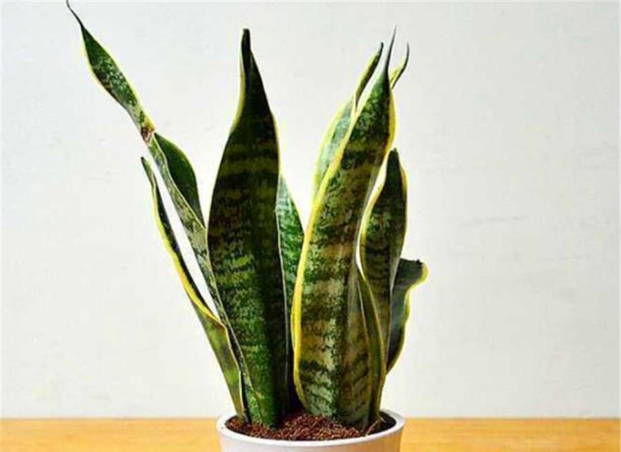 叶子|夏天虎皮兰有“4怕”，难怪叶片化水还烂根，学会了叶子肥新芽多