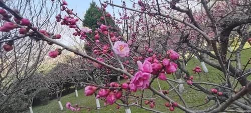 赏花季来临宝鸡这几个地方邀您来打卡 快资讯