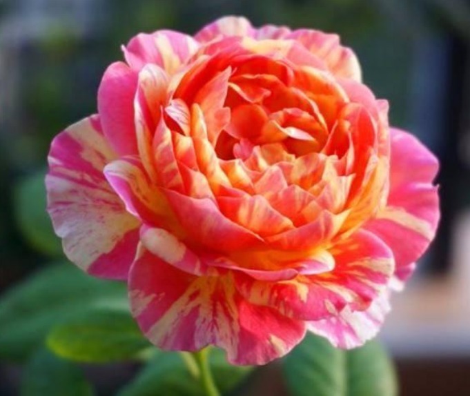 4种花是花中劳模，花色艳丽，花开枝繁叶茂，美