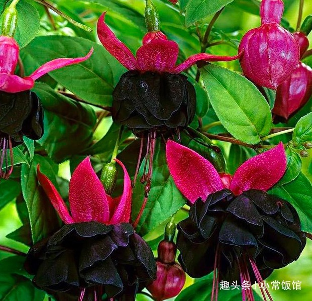 高手养倒挂金钟,却能盆盆又多又艳,原来是掌握了“3个套路”