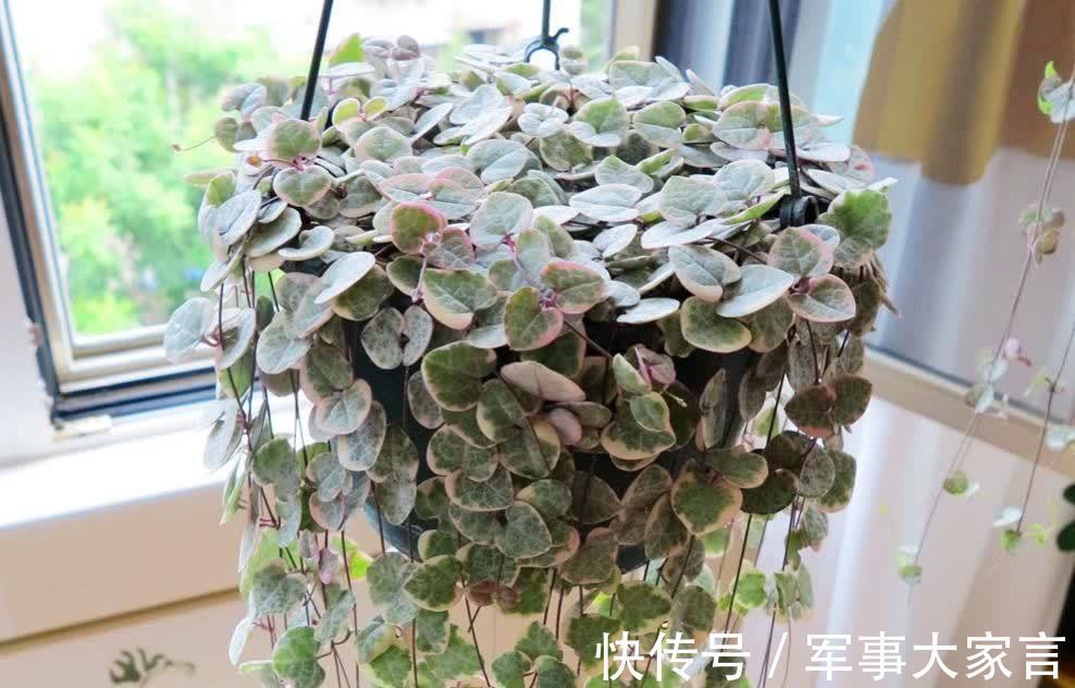 多肉|多肉爱之蔓,花名唯美,寓意浪漫,垂盆生长很文艺
