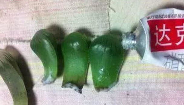 多肉|“达克宁”养花有奇效杀菌不烂根,安全度夏,多肉爆盆,花朵艳