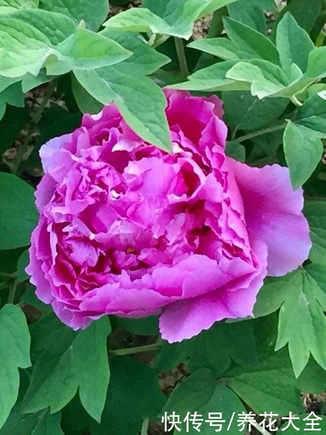 年底了，养盆招财花，招财进宝寓意好