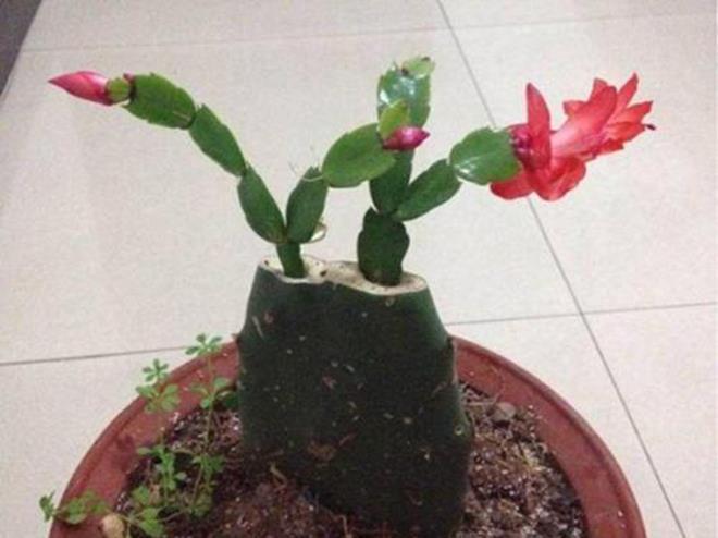 冬天养花，套上方便袋，绿油油的过冬天，嗷嗷的开花