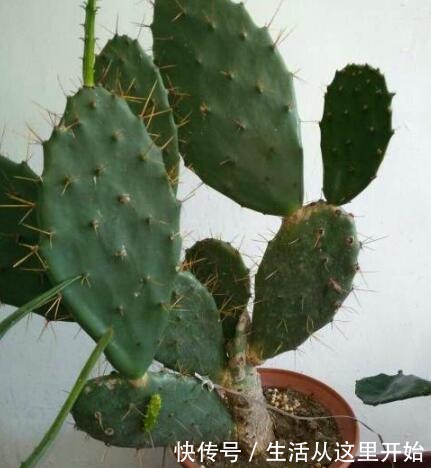 这“3种”植物,别嫌它“丑”,家里养1盆,能省不少“医药费”!