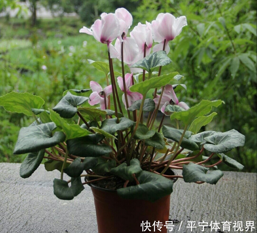 磷酸二氢钾|养花不用分开补水增肥，轮着用它们浇灌，植物好、土壤好！