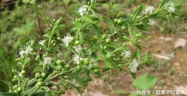 方之中|大约有90%的中药药方之中，都会含有这一种草，您认识吗？