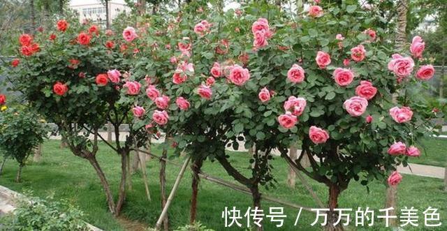 成就感|月季界的新宠,手把手教你制作树状月季,自己动手更有成就感