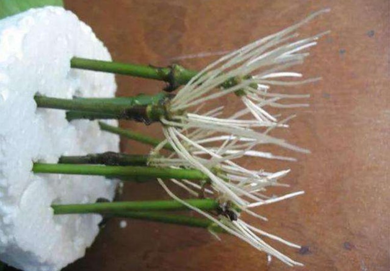 泡沫箱别丢!掰一块扦插养花,省钱实用,用途极广
