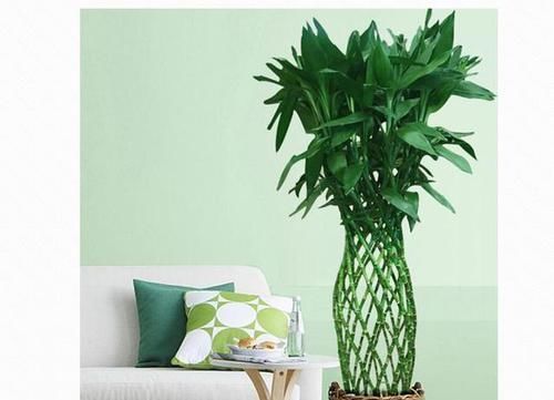 发财树|客厅养花就选此5种,不但好养易活,而且大气耐看还旺财