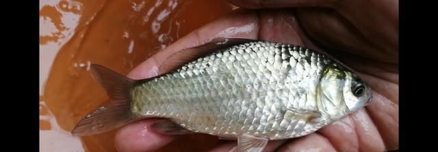 鱼钩|野钓时时有惊喜,闷杆钓居然上奇货,惊喜惊喜