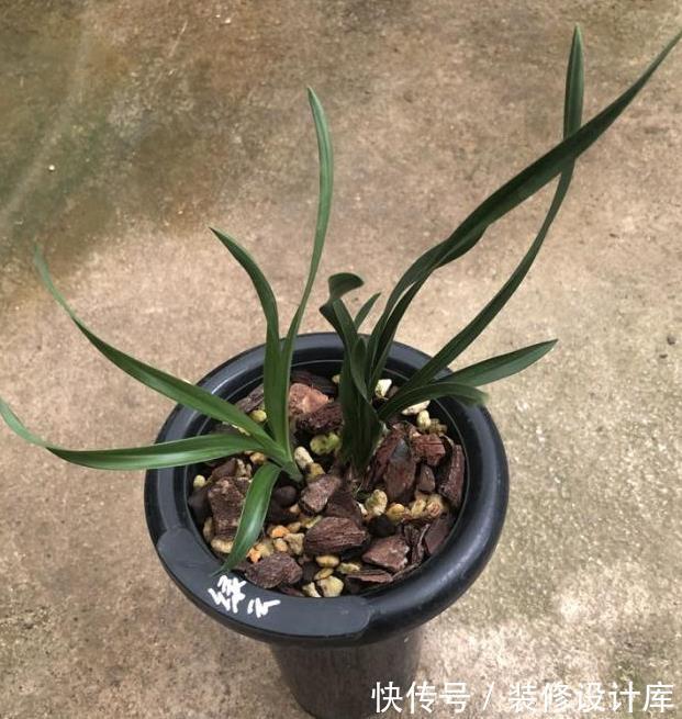 主因|植料对兰根很有影响，植料不是兰花养好根的主因