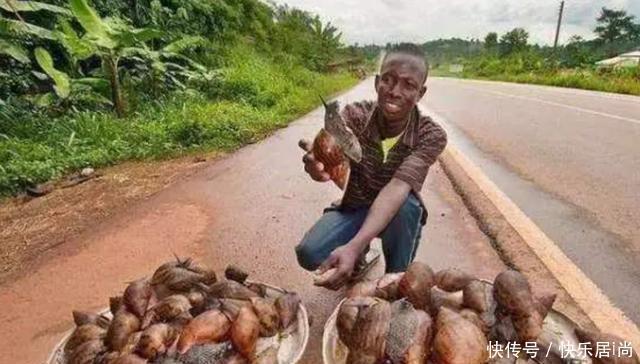 中国|中国人不敢碰,却被非洲人吃到快灭绝了,一年吃上百万斤