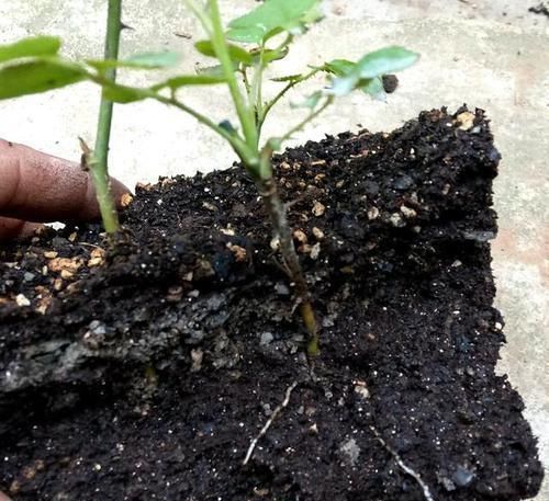 排水性|养花易烂根,4种东西随便一种撒一把,10盆9盆不烂根!