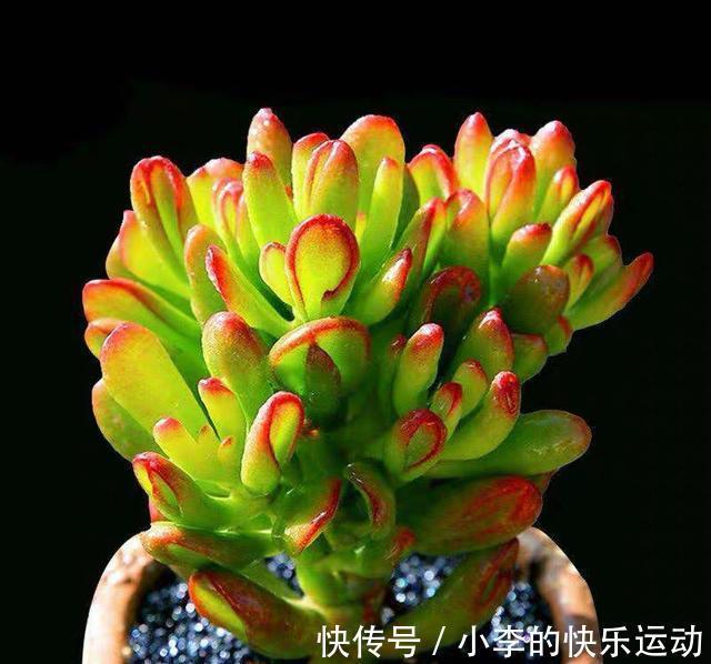 新手养多肉,就养6种“普货多肉”,简单养就有状态,满是成就感