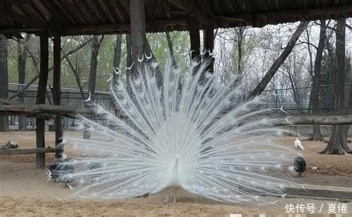 开屏|杨丽萍到公园偶遇孔雀,孔雀纷纷开屏迎接,万物皆有灵!