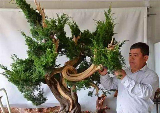 新手老桩盆景咋那么多老匠人学会5大“盆景嫁接法”就有了