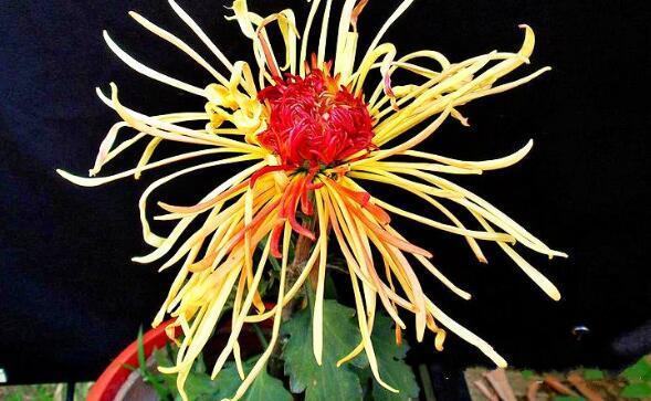 养盆菊花在家中就选“它”开花颜色如朝霞赤焰，花姿高贵典雅