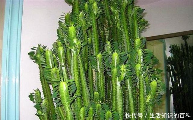 养龙骨花,要谨记一个“懒”字,越懒长得越壮,勤快容易出问题!