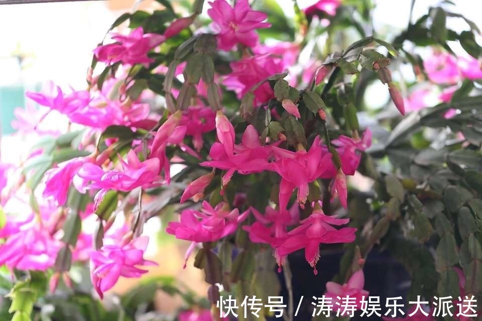 浇灌|2种促进植物开花的“万能肥”，花期前，浇水加一勺，蹭蹭冒花苞