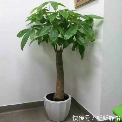 客厅里要养4种树，不为别的，重点是“寓意”好