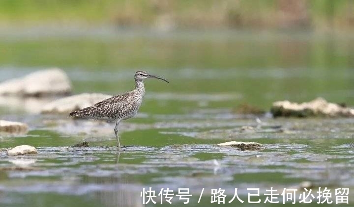 小杓|泰山脚下，时隔六年再一次记录到小杓（sháo）鹬（yù）！