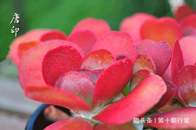 新手最常犯的错误之一看到植物干瘪的,叶子下垂……就浇水