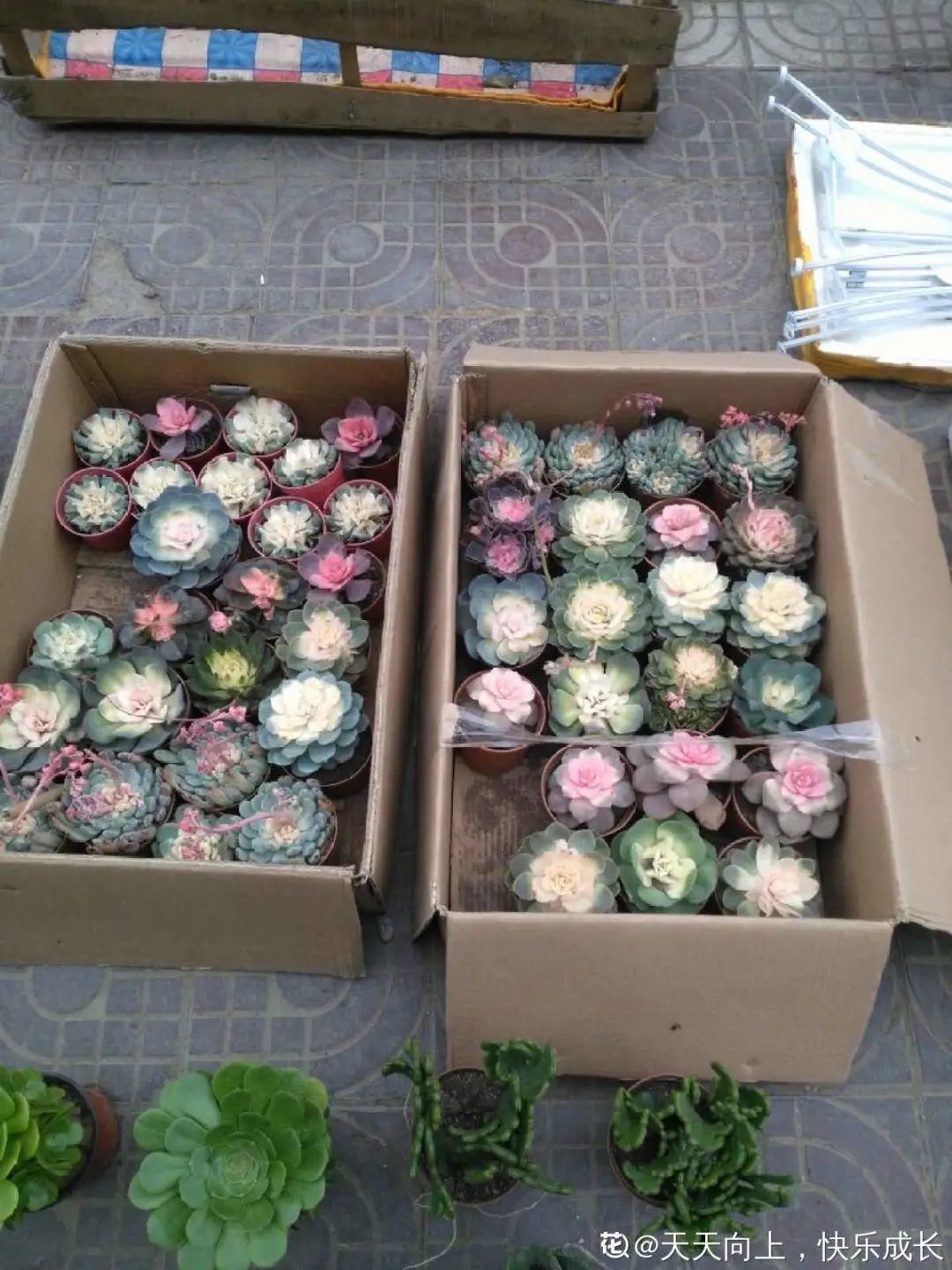 买的花总不活,秘密全在花盆里,搬起来看看才知道