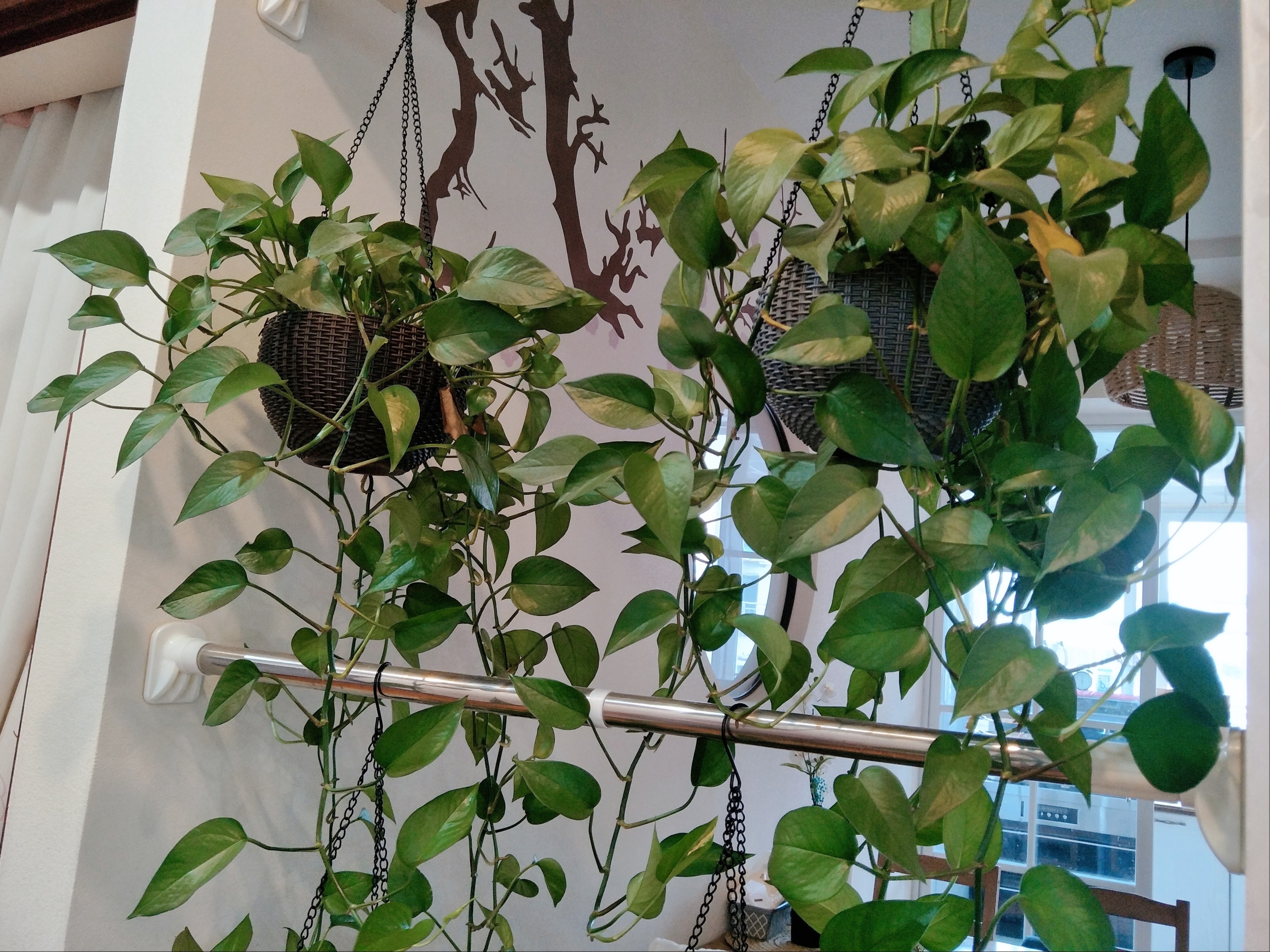 绿萝能摆放在卧室养护吗?有什么养护注意事项?