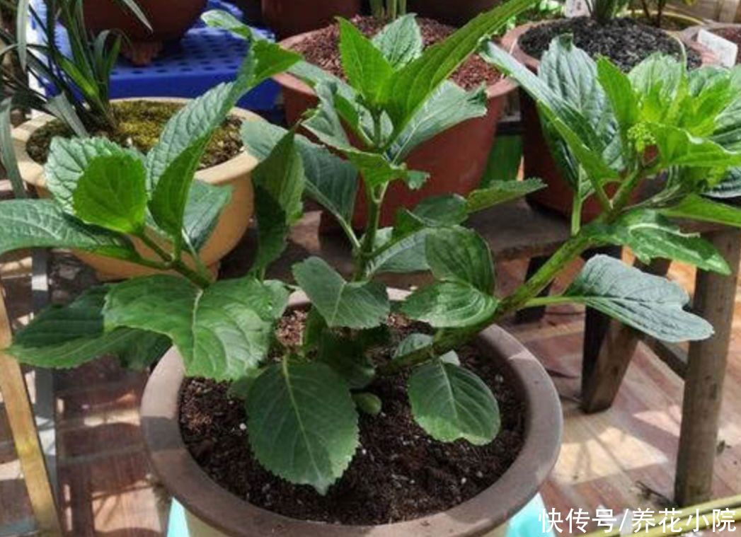 植株|绣球开完花，4件事要做好，来年开花更繁茂