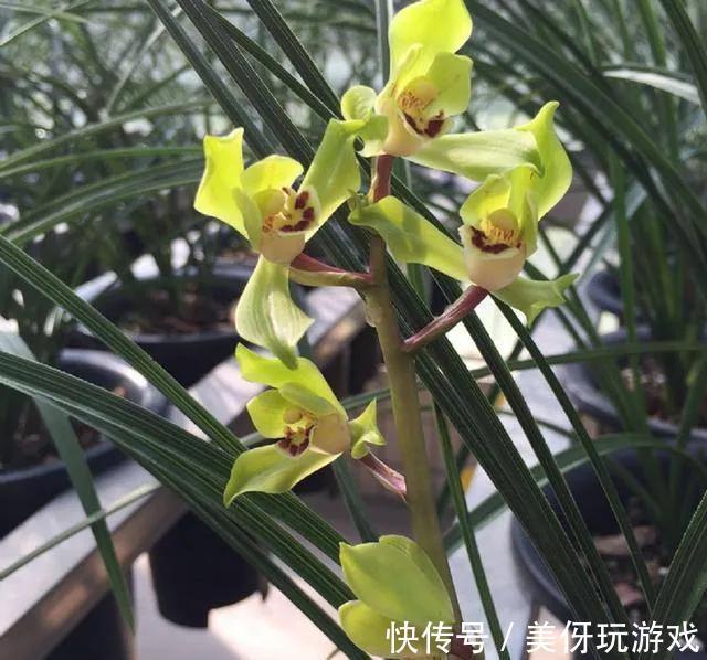 花不香没有灵魂,盘点芬芳的几种花,你种过吗