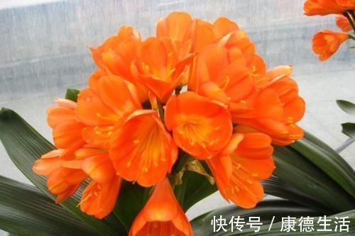 君子兰总黄叶教你这样养,叶子挺拔如折扇,又肥又绿