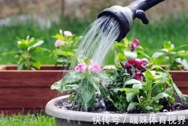 叶片|室内养花浇水很关键,学会这“4招”,养花才能不烂根