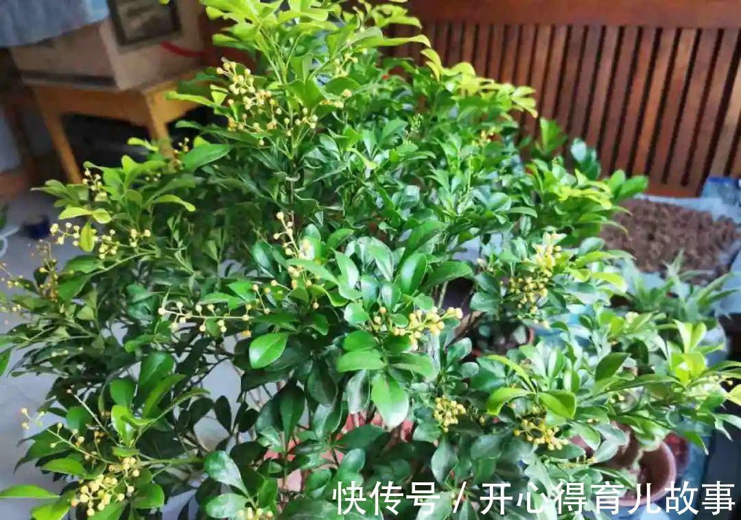 10种花，一降温就黄叶，赶紧换个地方养