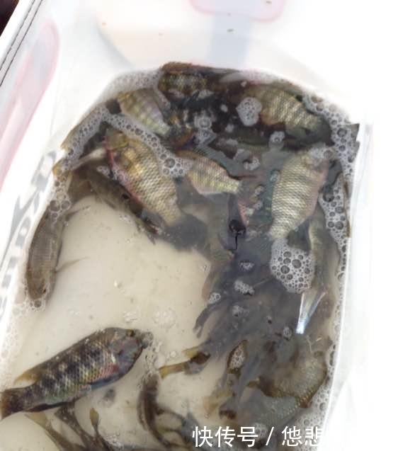 河面黑压压一群,都是罗非鱼,一下午钓几十斤