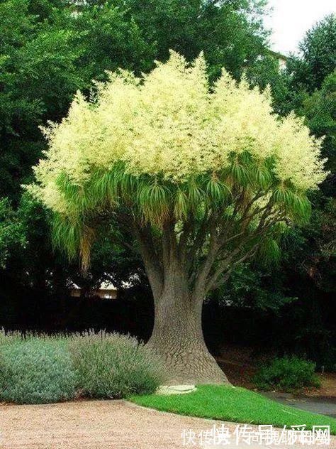 花朵|神奇!这个开花树居然可以长成这样震撼世人!真是太美了