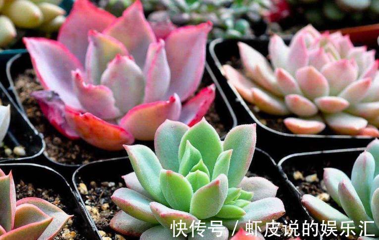 冬季多肉怎么养,做好3点,叶片上色快,轻松养出好状态