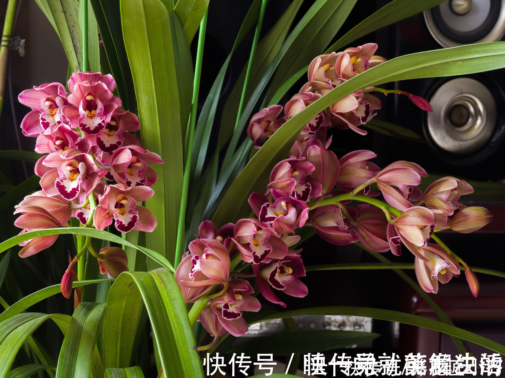 养好蕙兰“四要素”缺一不可,特别记住最后一点,买家没有卖家精