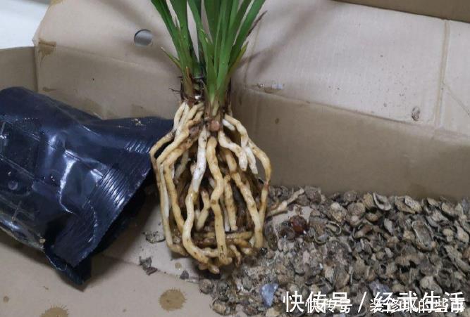 买到兰花难服盆？先学会上盆，再学会缓苗，服盆快发芽多！