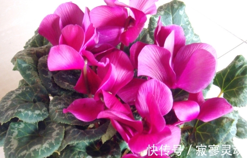 适合小盆栽种的这3样花卉,秋冬入手,正好方便春节赏花