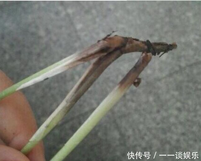 废水|养花,“3种水”不能浇,黄叶又烂根,开不了花