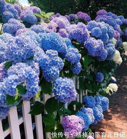 适合不同月份的12种花,颜值高好养护,轻松爆花惹人爱,值得拥有